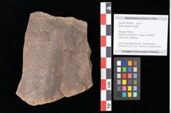 Foto (Objekt + Etikett) von Myrica lignitum (Unger) Saporta (NHMW-GEO-2024-0188-0591)